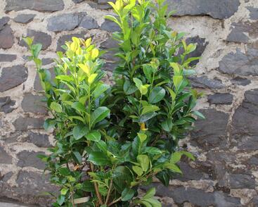 Bobkovišeň lékařská 'Ani'