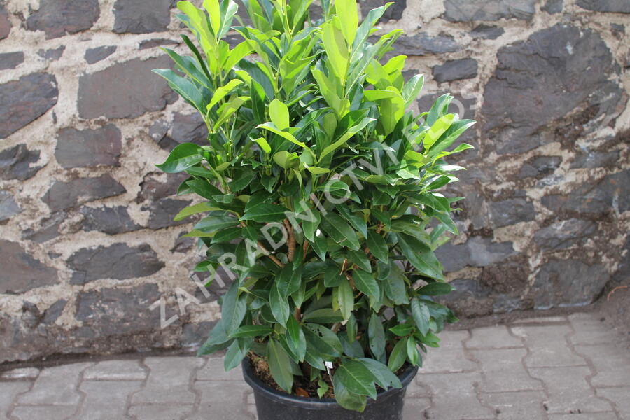 Bobkovišeň lékařská 'Reynvaanii' - Prunus laurocerasus 'Reynvaanii'
