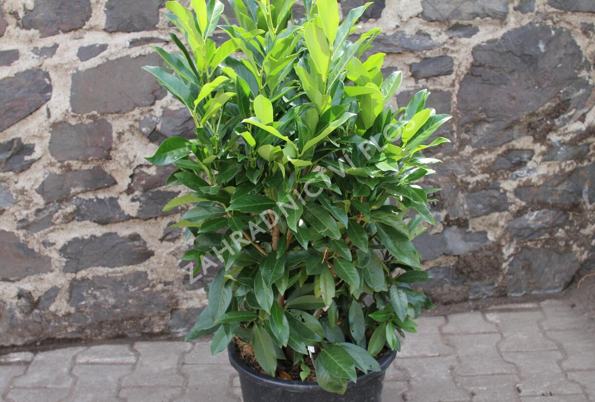 Bobkovišeň lékařská 'Reynvaanii' - Prunus laurocerasus 'Reynvaanii'