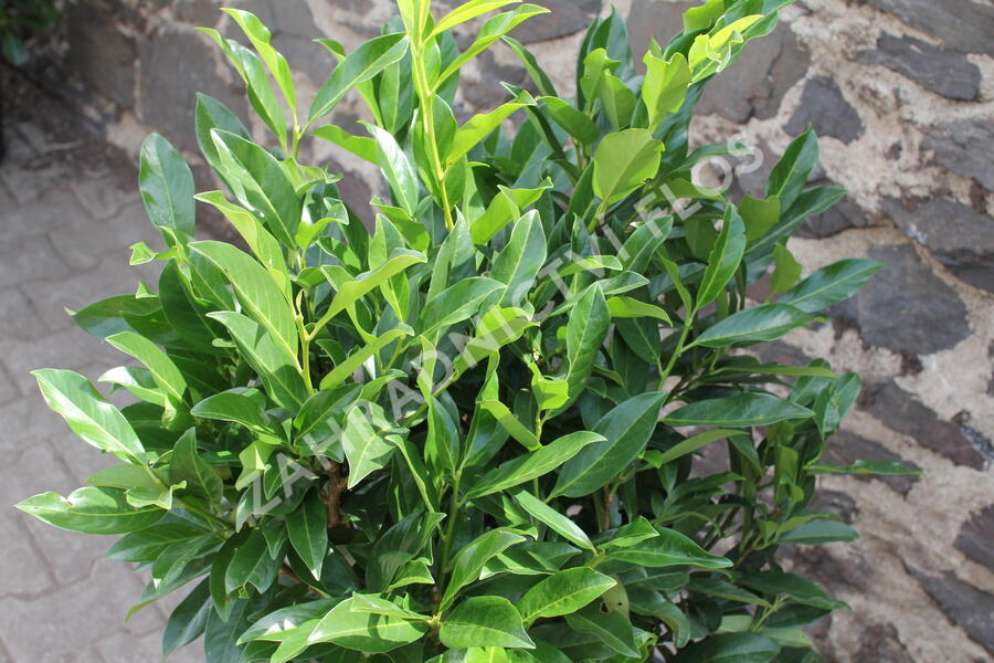 Bobkovišeň lékařská 'Reynvaanii' - Prunus laurocerasus 'Reynvaanii'