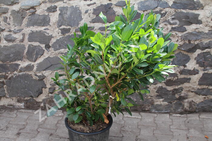 Bobkovišeň lékařská 'Titan' - Prunus laurocerasus 'Titan'