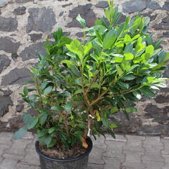 Bobkovišeň lékařská 'Titan' - Prunus laurocerasus 'Titan'