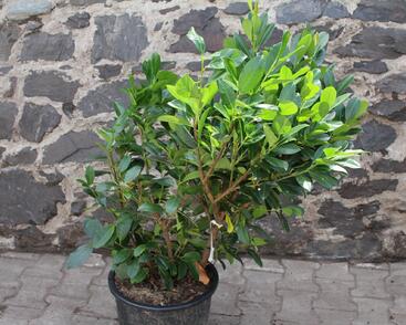 Bobkovišeň lékařská 'Titan'