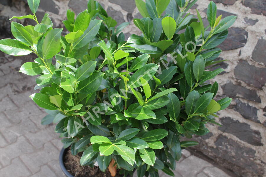 Bobkovišeň lékařská 'Titan' - Prunus laurocerasus 'Titan'
