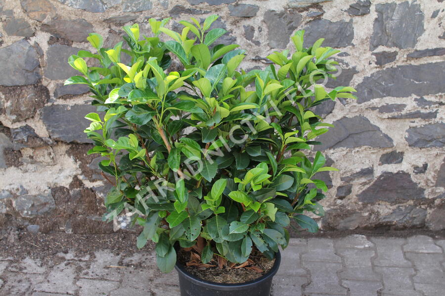 Bobkovišeň lékařská 'Etna' - Prunus laurocerasus 'Etna'