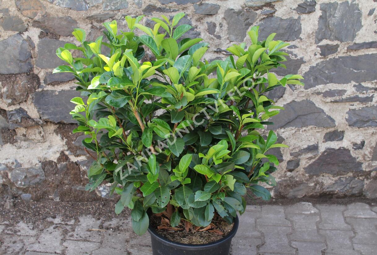 Bobkovišeň lékařská 'Etna' - Prunus laurocerasus 'Etna'