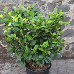 Bobkovišeň lékařská 'Etna' - Prunus laurocerasus 'Etna'