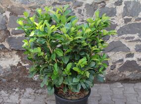 Bobkovišeň lékařská 'Etna' - Prunus laurocerasus 'Etna'