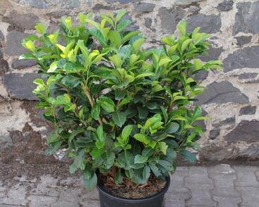 Bobkovišeň lékařská 'Etna'