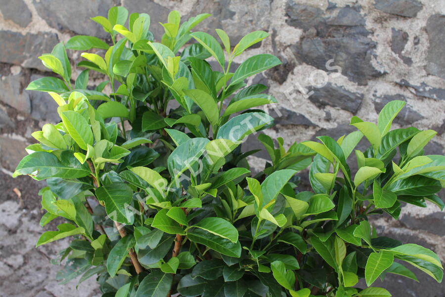 Bobkovišeň lékařská 'Etna' - Prunus laurocerasus 'Etna'