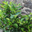 Bobkovišeň lékařská 'Etna' - Prunus laurocerasus 'Etna'