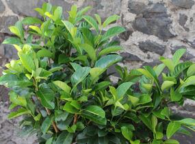Bobkovišeň lékařská 'Etna' - Prunus laurocerasus 'Etna'