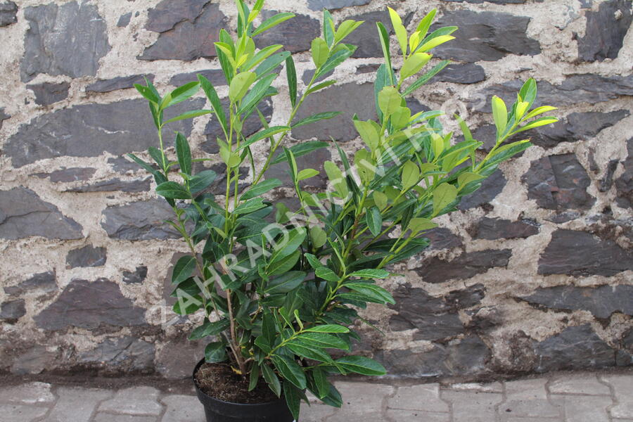 Bobkovišeň lékařská 'Caucasica' - Prunus laurocerasus 'Caucasica'