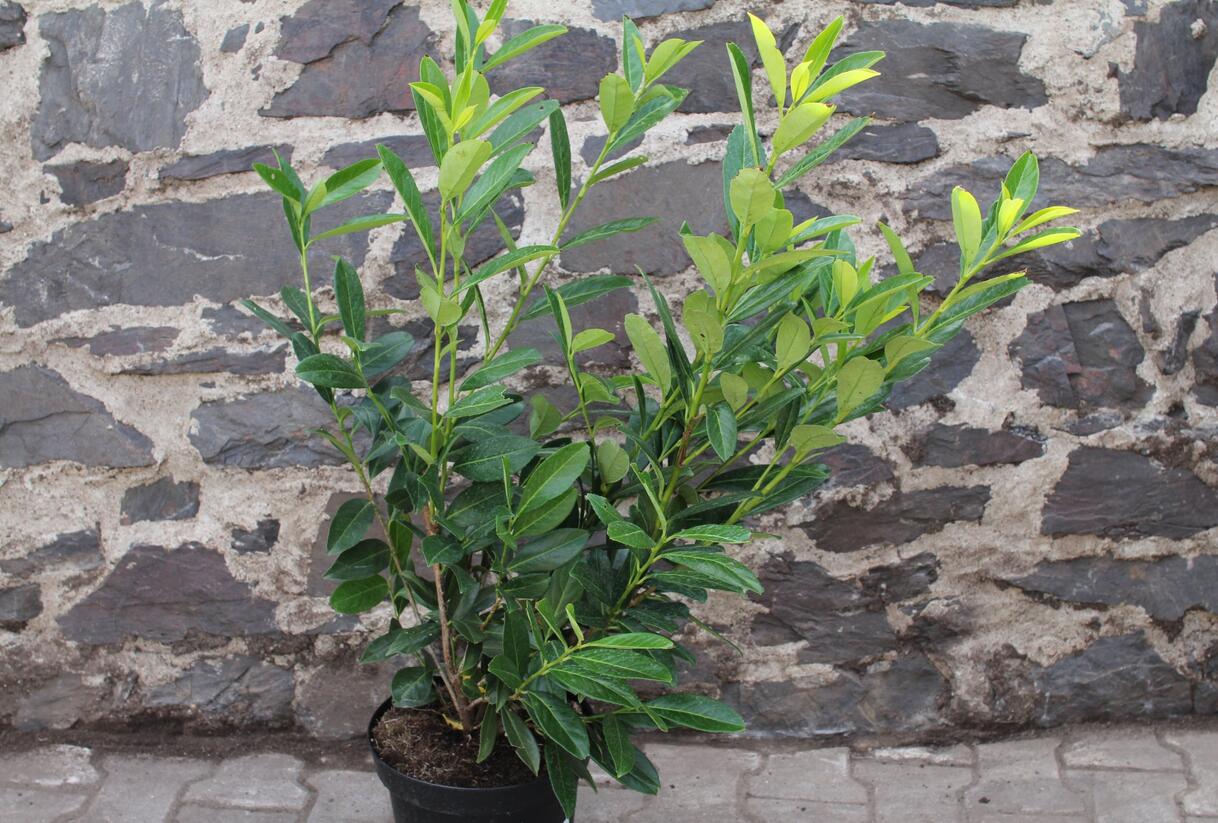 Bobkovišeň lékařská 'Caucasica' - Prunus laurocerasus 'Caucasica'