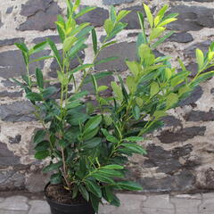 Bobkovišeň lékařská 'Caucasica' - Prunus laurocerasus 'Caucasica'