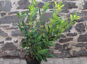 Bobkovišeň lékařská 'Caucasica' - Prunus laurocerasus 'Caucasica'