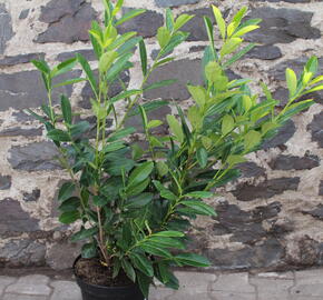 Bobkovišeň lékařská 'Caucasica' - Prunus laurocerasus 'Caucasica'