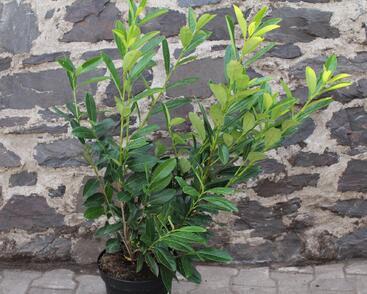 Bobkovišeň lékařská 'Caucasica'