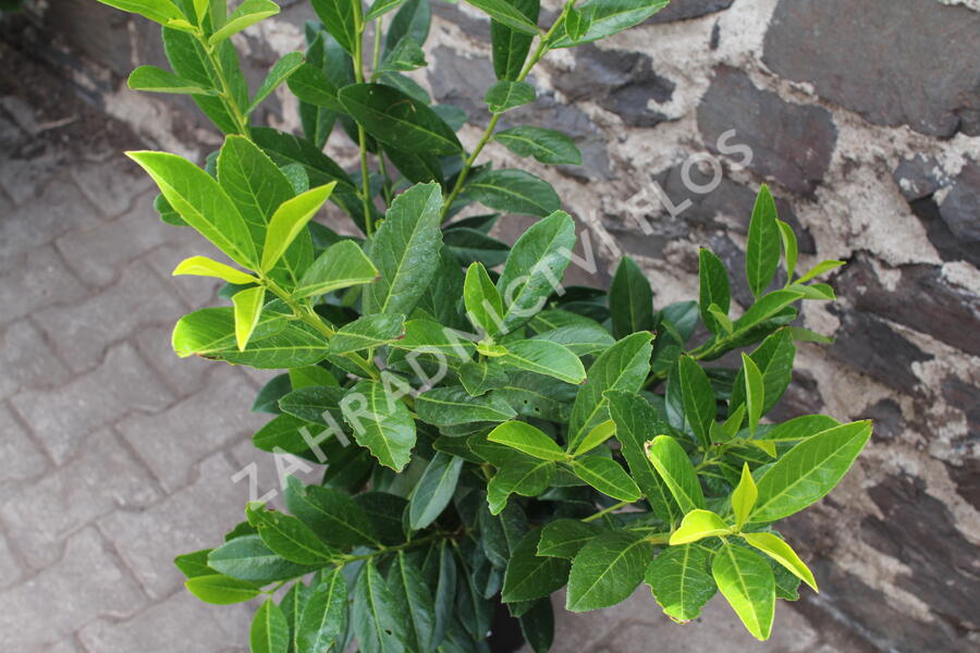 Bobkovišeň lékařská 'Caucasica' - Prunus laurocerasus 'Caucasica'