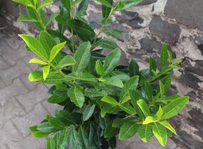 Bobkovišeň lékařská 'Caucasica' - Prunus laurocerasus 'Caucasica'