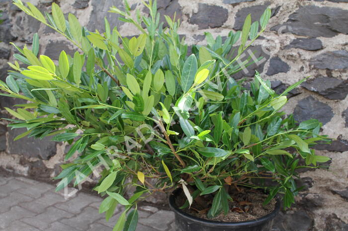Bobkovišeň lékařská 'Grüner Teppich' - Prunus laurocerasus 'Grüner Teppich'