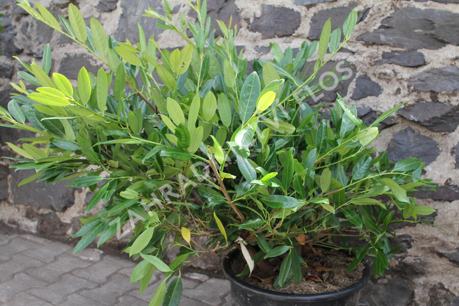 Bobkovišeň lékařská 'Grüner Teppich' - Prunus laurocerasus 'Grüner Teppich'