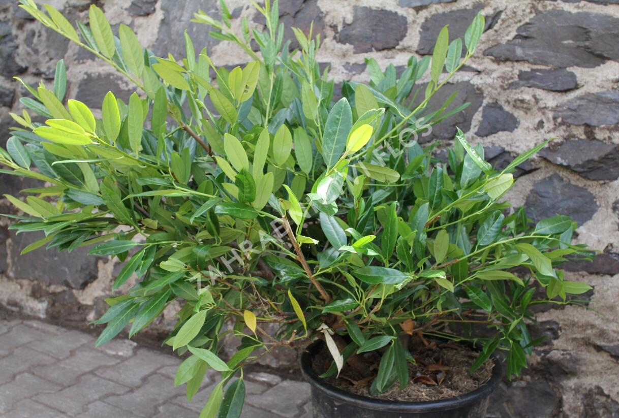 Bobkovišeň lékařská 'Grüner Teppich' - Prunus laurocerasus 'Grüner Teppich'