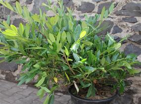 Bobkovišeň lékařská 'Grüner Teppich' - Prunus laurocerasus 'Grüner Teppich'