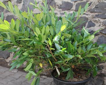 Bobkovišeň lékařská 'Grüner Teppich'