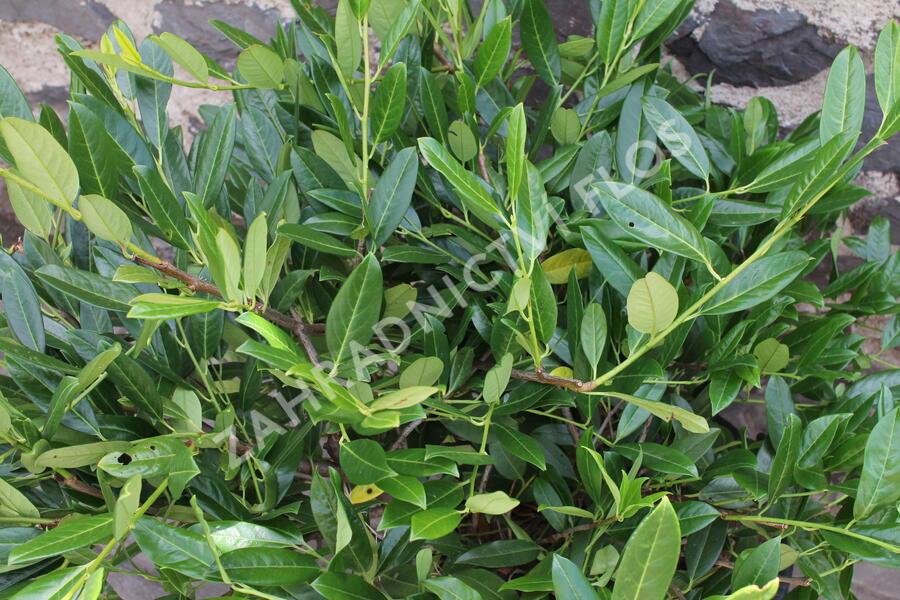 Bobkovišeň lékařská 'Grüner Teppich' - Prunus laurocerasus 'Grüner Teppich'