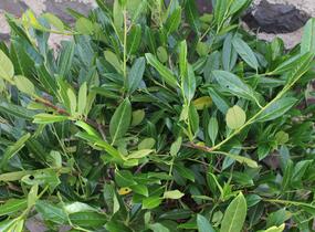 Bobkovišeň lékařská 'Grüner Teppich' - Prunus laurocerasus 'Grüner Teppich'