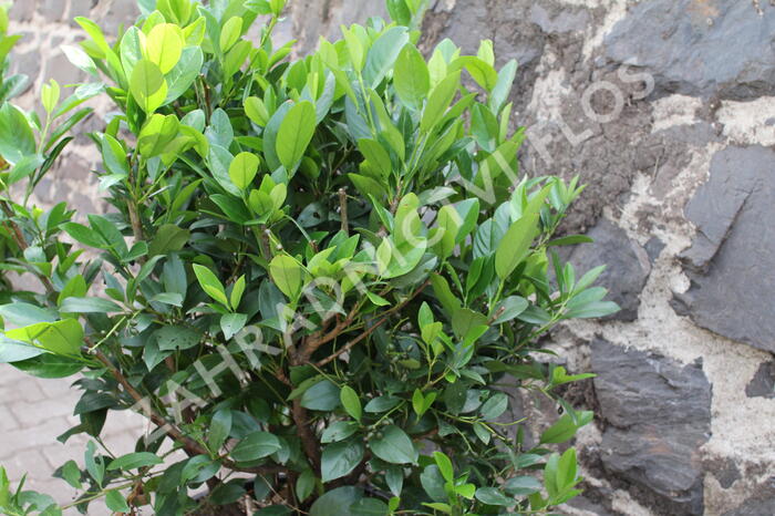 Bobkovišeň lékařská 'Mano' - Prunus laurocerasus 'Mano'