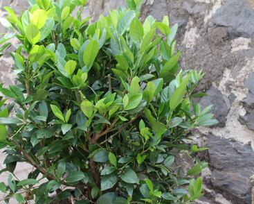 Bobkovišeň lékařská 'Mano'