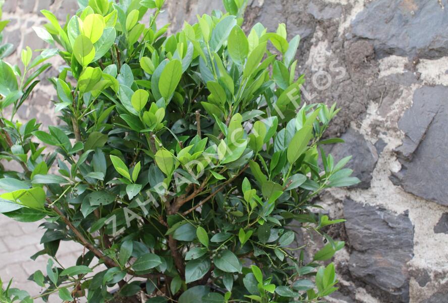 Bobkovišeň lékařská 'Mano' - Prunus laurocerasus 'Mano'