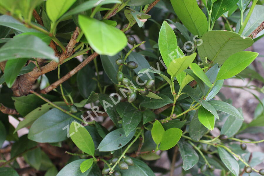 Bobkovišeň lékařská 'Mano' - Prunus laurocerasus 'Mano'