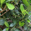 Bobkovišeň lékařská 'Mano' - Prunus laurocerasus 'Mano'