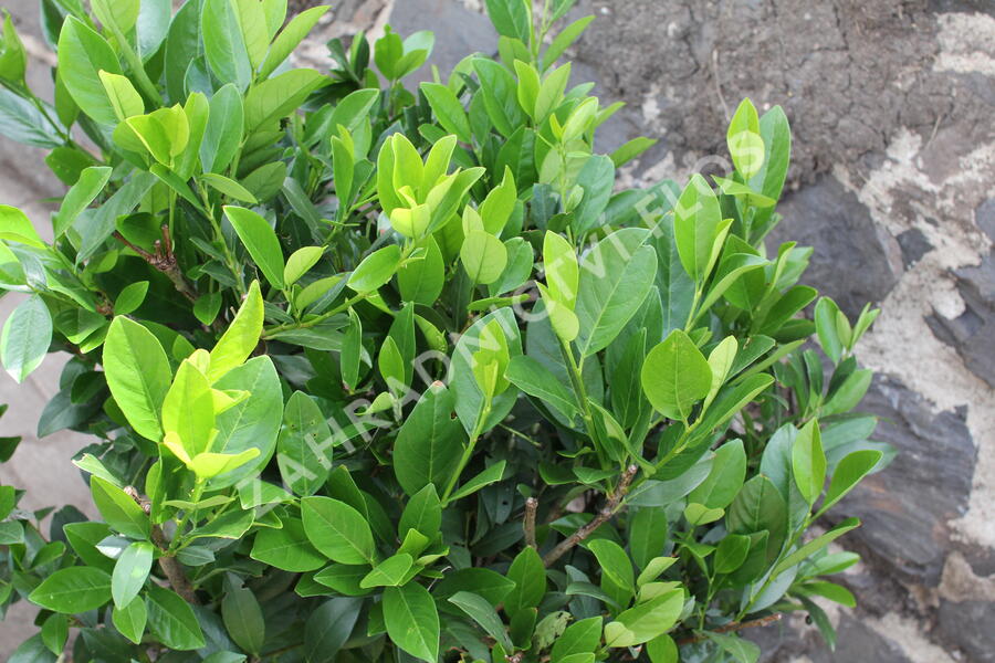 Bobkovišeň lékařská 'Mano' - Prunus laurocerasus 'Mano'