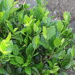 Bobkovišeň lékařská 'Mano' - Prunus laurocerasus 'Mano'