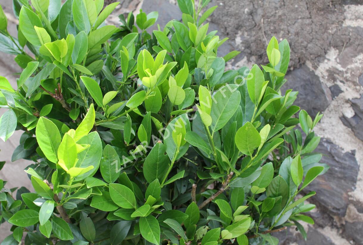 Bobkovišeň lékařská 'Mano' - Prunus laurocerasus 'Mano'