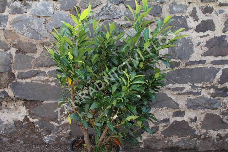 Bobkovišeň lékařská 'Herbergii' - Prunus laurocerasus 'Herbergii'