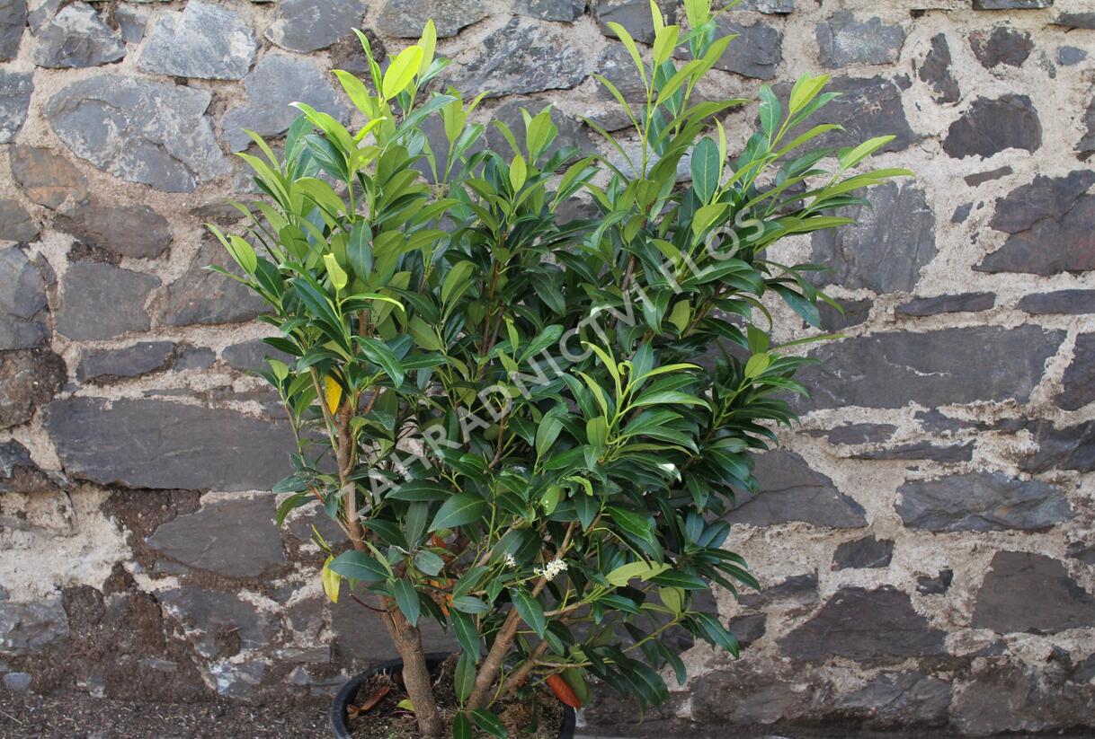 Bobkovišeň lékařská 'Herbergii' - Prunus laurocerasus 'Herbergii'