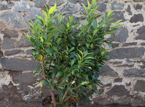 Bobkovišeň lékařská 'Herbergii' - Prunus laurocerasus 'Herbergii'