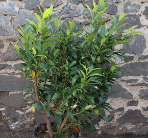 Bobkovišeň lékařská 'Herbergii' - Prunus laurocerasus 'Herbergii'