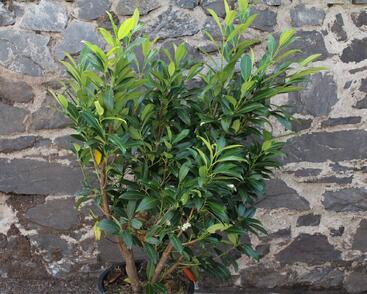 Bobkovišeň lékařská 'Herbergii'