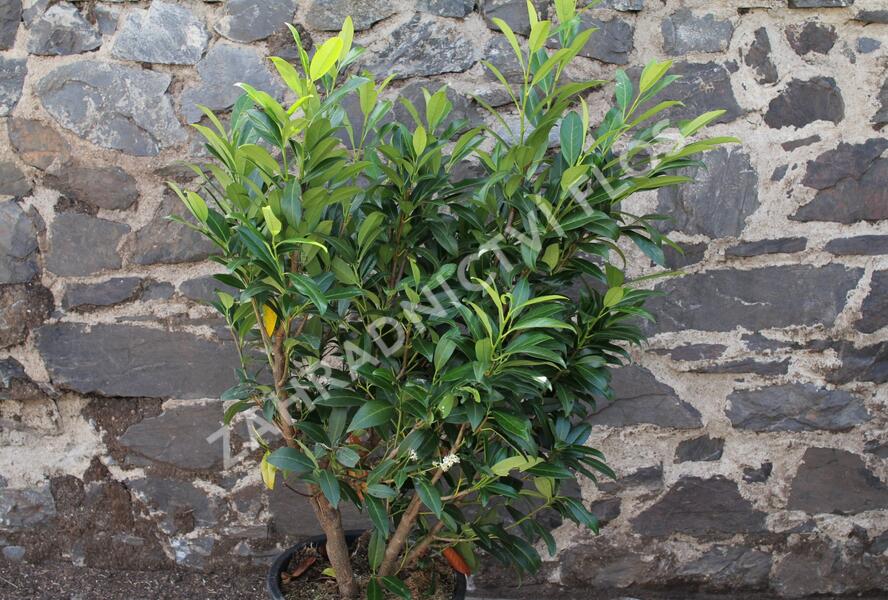Bobkovišeň lékařská 'Herbergii' - Prunus laurocerasus 'Herbergii'