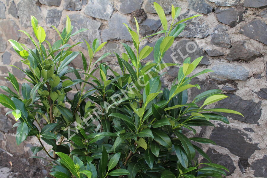 Bobkovišeň lékařská 'Herbergii' - Prunus laurocerasus 'Herbergii'