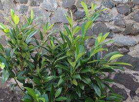 Bobkovišeň lékařská 'Herbergii' - Prunus laurocerasus 'Herbergii'