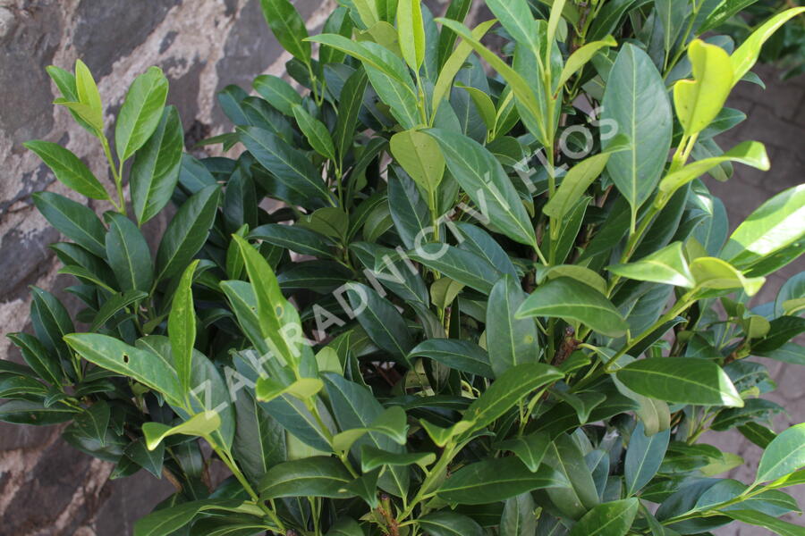 Bobkovišeň lékařská 'Herbergii' - Prunus laurocerasus 'Herbergii'