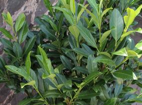 Bobkovišeň lékařská 'Herbergii' - Prunus laurocerasus 'Herbergii'