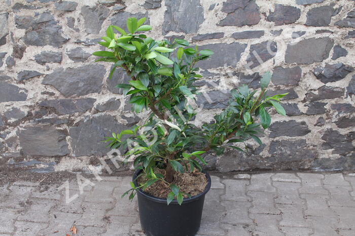 Bobkovišeň lékařská 'Van Nes' - Prunus laurocerasus 'Van Nes'